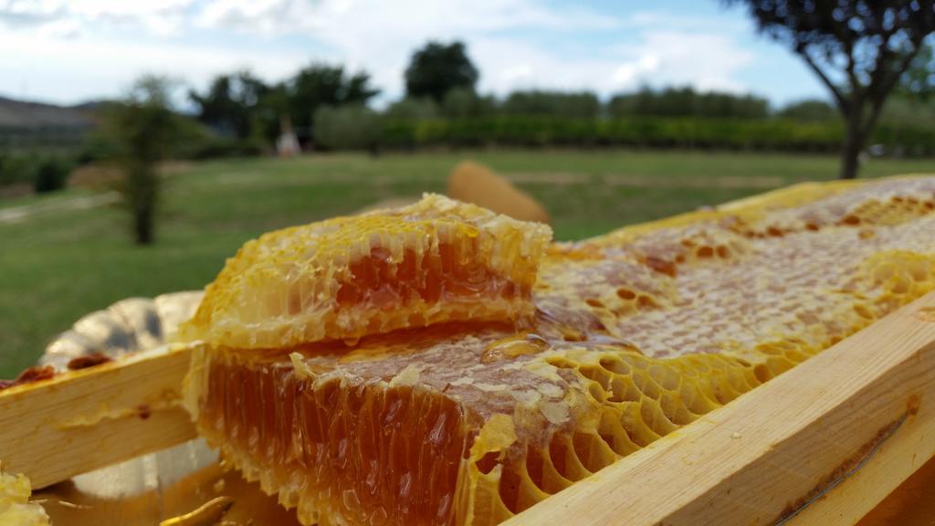 I Sicomori - Seme Di Carota - Glamping E Appartamenti Con Piscina A サトゥルニア エクステリア 写真
